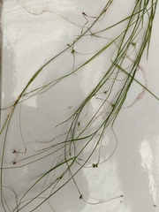 Carex perdensa
