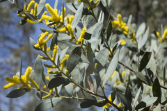 Acacia pubifolia