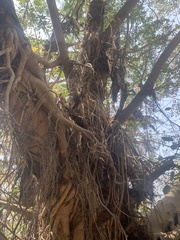 Ficus amplissima