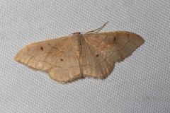 Idaea rubraria