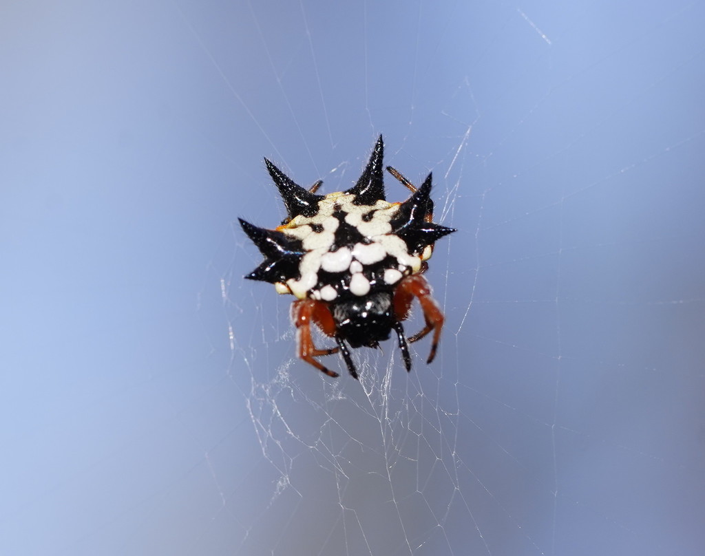 Christmas Jewel Spider from Seven Creeks, Miepoll VIC 3666, Australia ...