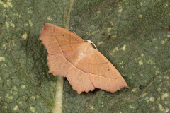 Gerinia honoraria