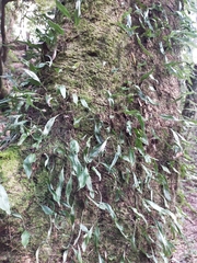 Lemmaphyllum diversum