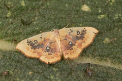 Cyclophora albiocellaria