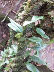 Lemmaphyllum diversum