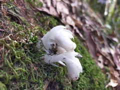 Monotropastrum humile glaberrimum