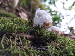 Monotropastrum humile glaberrimum