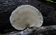 Favolus tenuiculus