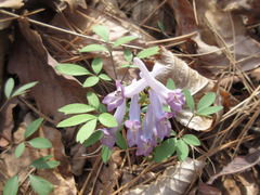Corydalis ambigua