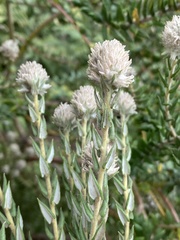 Phylica spicata