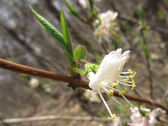 Lonicera harae