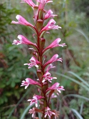 Satyrium macrophyllum