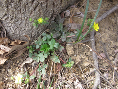 Potentilla fragarioides