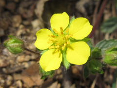 Potentilla fragarioides