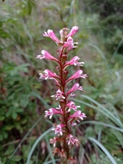 Satyrium macrophyllum