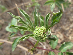 Sambucus williamsii
