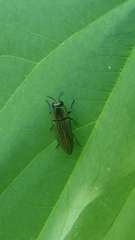 Agaeocera