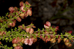 Dodonaea crucifolia