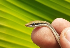 Dendrelaphis girii