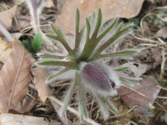 Pulsatilla cernua