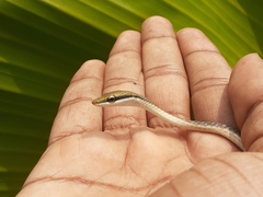 Dendrelaphis girii