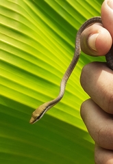 Dendrelaphis girii