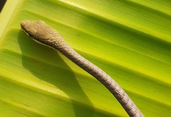 Dendrelaphis girii