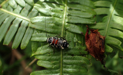 Hemithyrsocera vittata