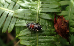 Hemithyrsocera vittata