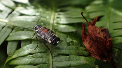 Hemithyrsocera vittata