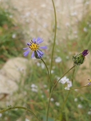 Volutaria crupinoides