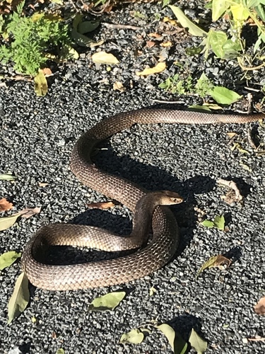 Eastern Brown Snake sighting