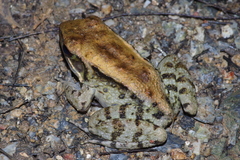 Babina holsti