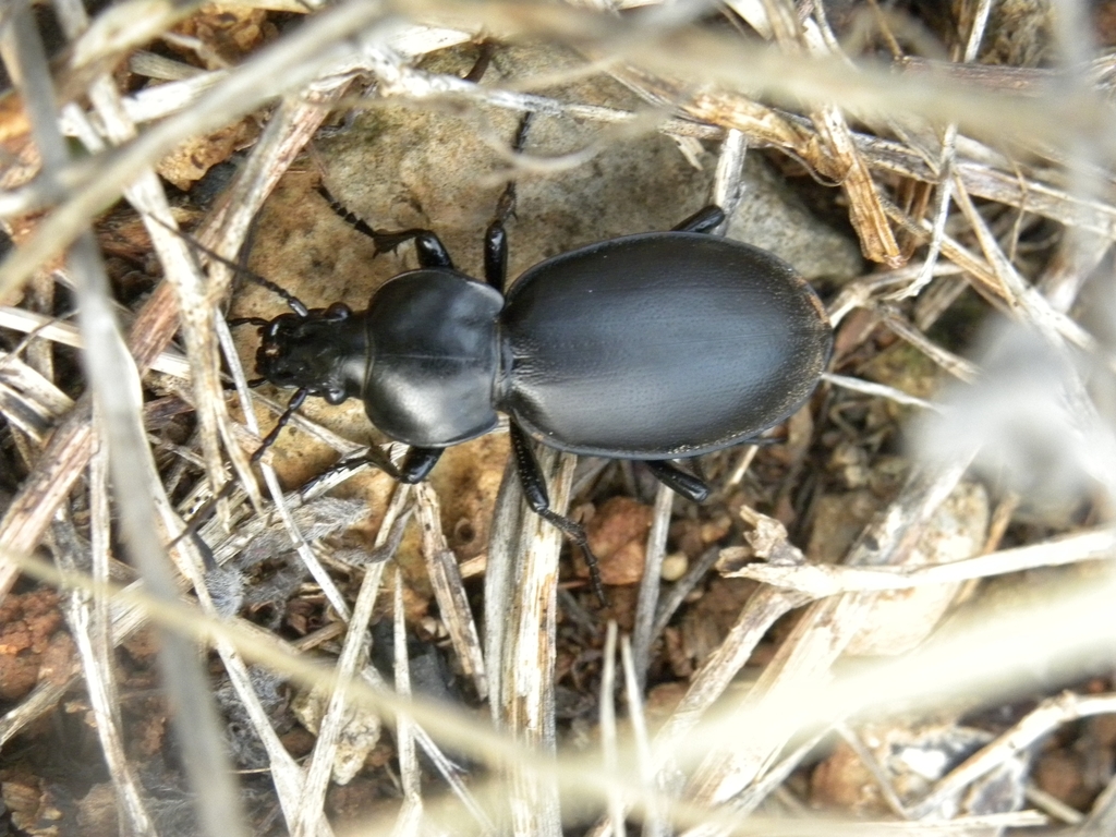 Lamprostus