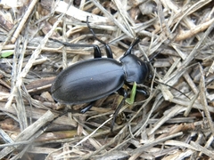 Carabus hemprichi hemprichi