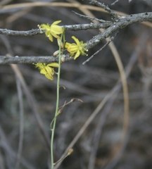 Bulbine filifolia