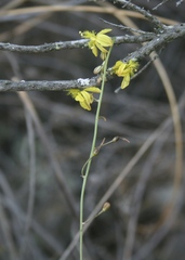 Bulbine filifolia