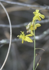 Bulbine filifolia