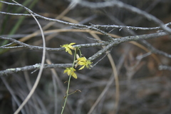 Bulbine filifolia