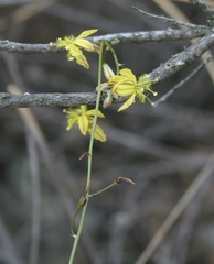 Bulbine filifolia