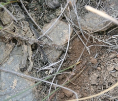 Bulbine filifolia