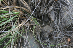 Bulbine filifolia