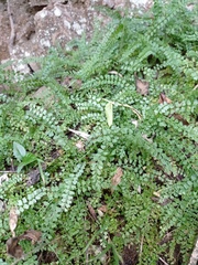 Asplenium stoloniferum