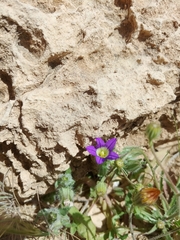 Campanula hierosolymitana