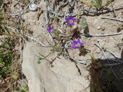Campanula hierosolymitana