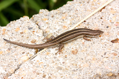 Heremites vittatus