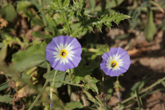 Convolvulus tricolor