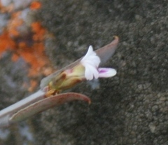 Muraltia muraltioides