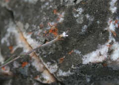 Muraltia muraltioides