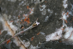 Muraltia muraltioides